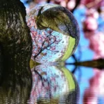 Стъклена или кристална топка за фотография