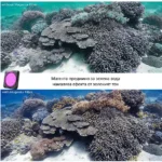 Магента филтър за DJI Action 2