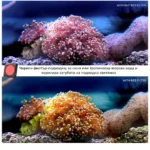 Филтър за DJI Action 2